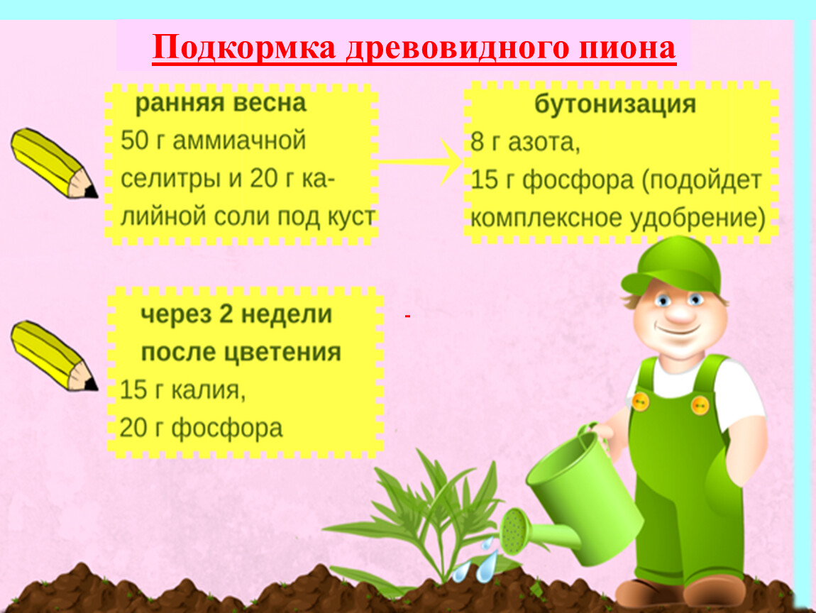 Чем подкормить пионы во время цветения. Схема подкормки пионов. Схема удобрения пионов. Удобрение для древовидного пиона. Пионы удобрение весной.