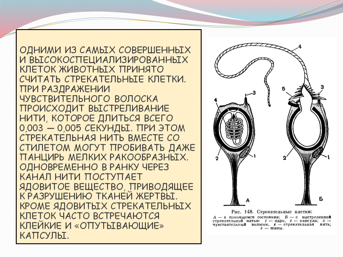 Стрекательные клетки. Стрекательные клетки функции. Роль стрекательных клеток. Стрекательная клетка строение и функции.