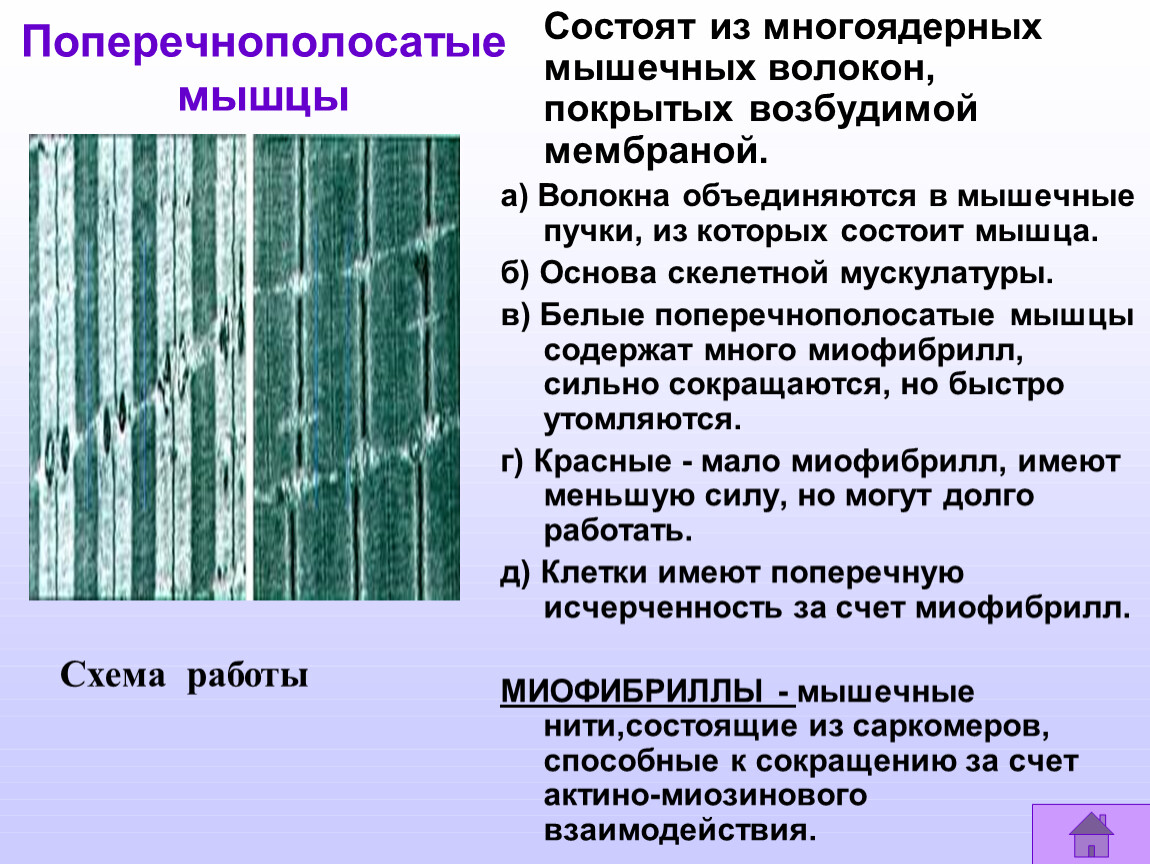 Поперечно полосатые мышечные волокна входят в состав стенок