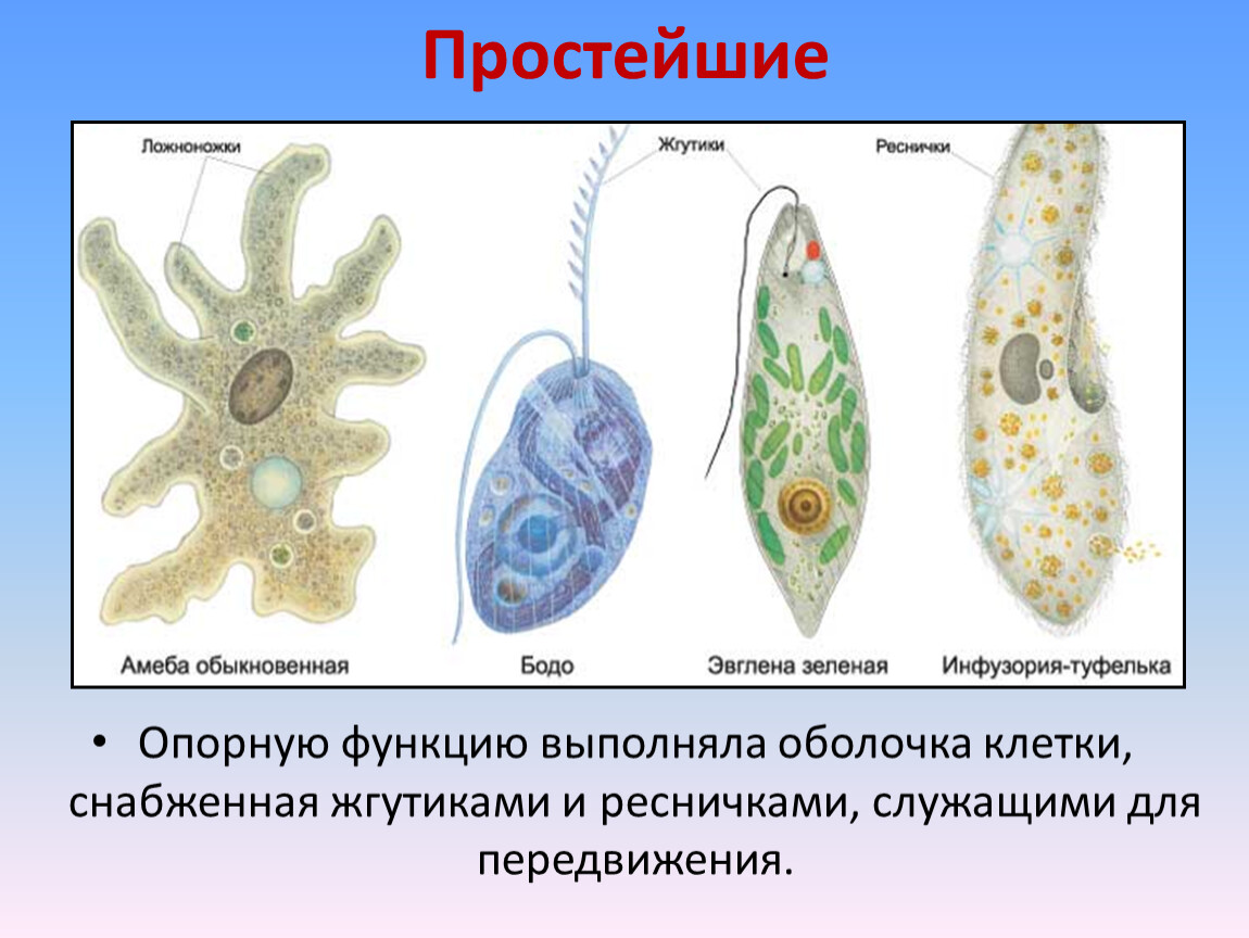 Отличие одноклеточных от бактерий