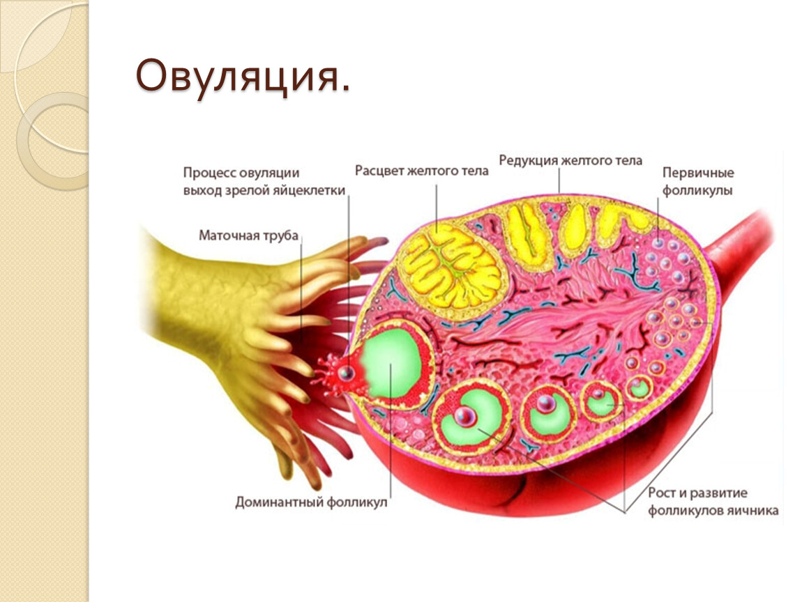 Овуляцией называется выход яйцеклетки. Яйцеклетка в фолликуле. Яичник с созревшим фолликулом. Яичниковая фолликула в яичнике.