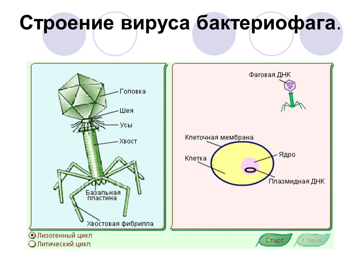 Есть ли у вирусов клетки. Строение клетки вируса. Строение вируса бактериофага. Строение вирусов биология. Ядро вируса.