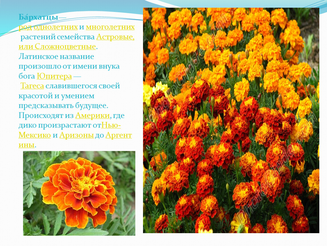 Каталог однолетних цветов с фото и названиями