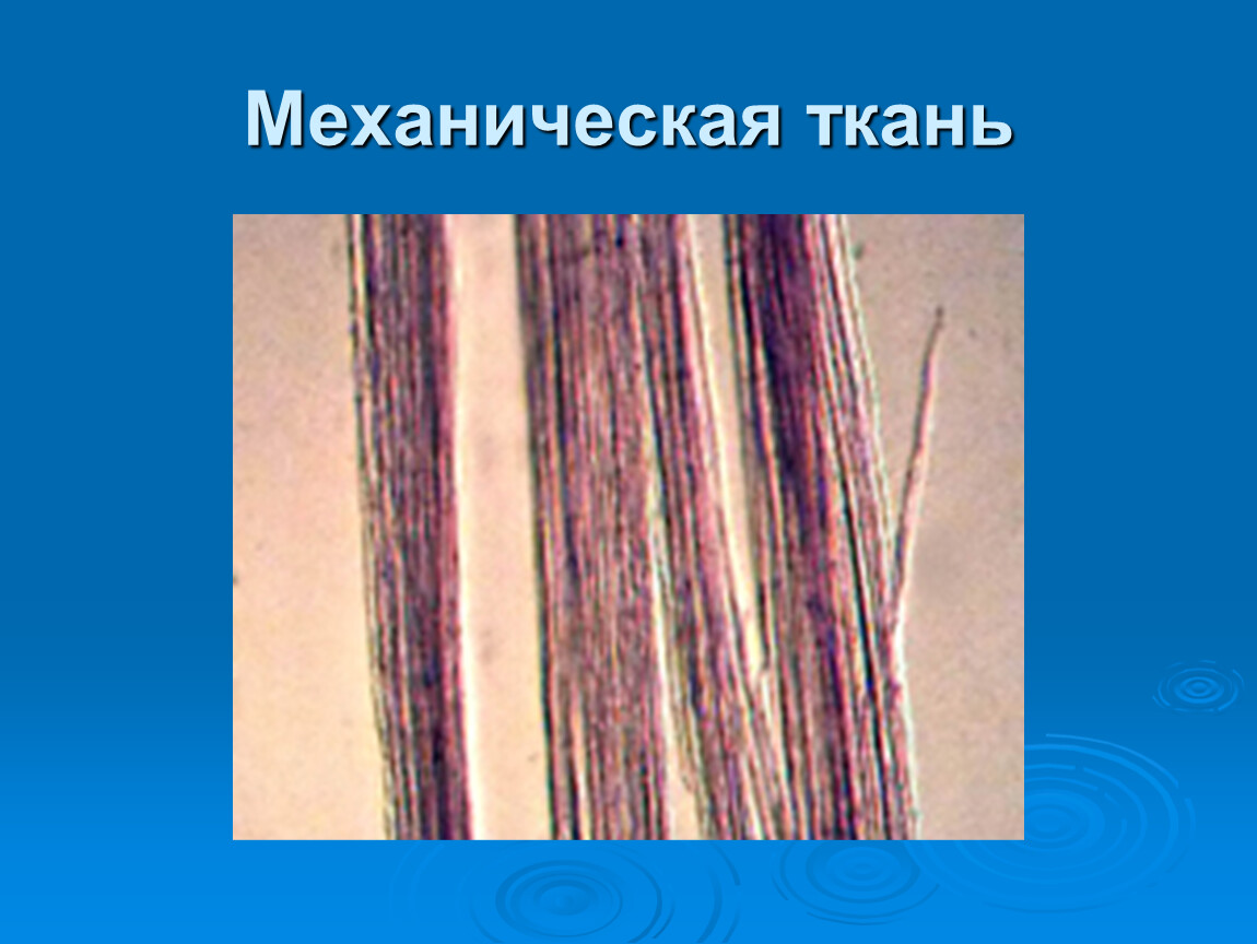 Древесные волокна у растений. Механическая ткань. Волокна механической ткани. Механическая ткань древесные волокна. Механическая ткань растений.