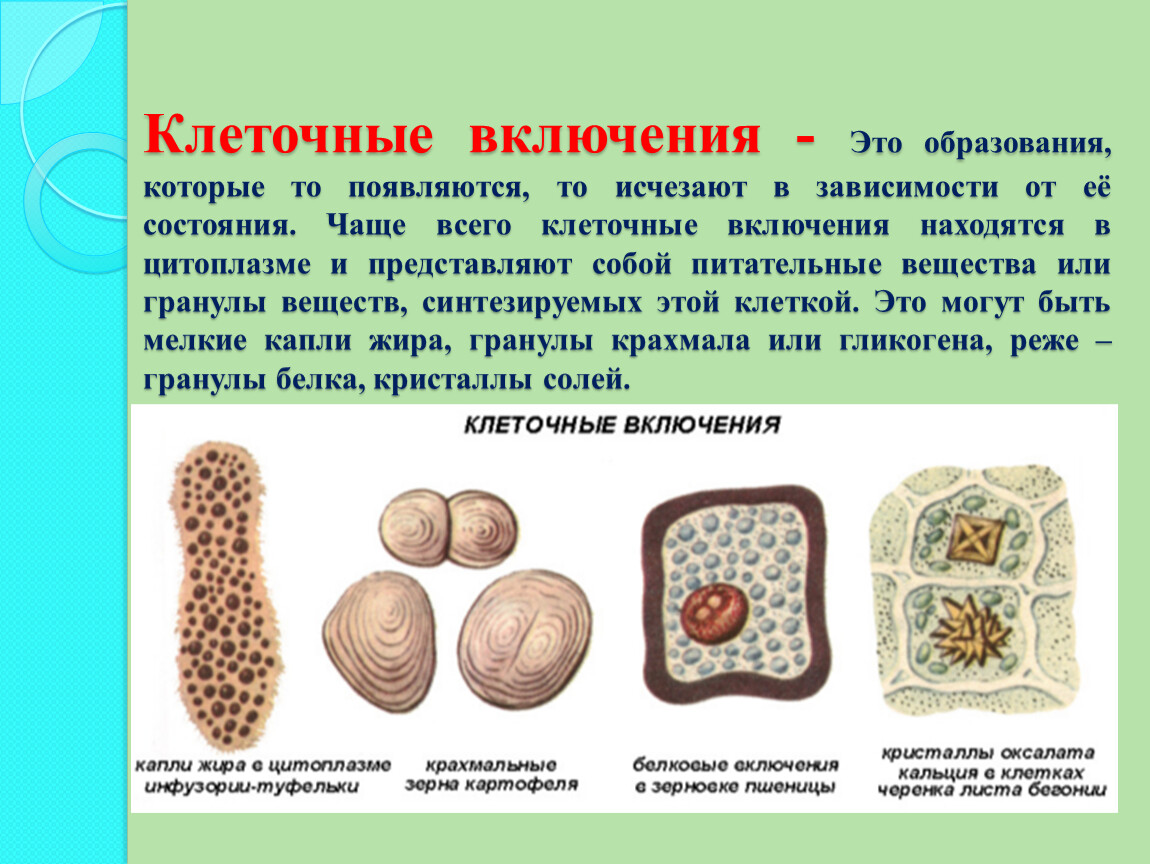 Клеточные включения. Органоиды клетки клеточные включения. Органоиды движения клеточные включения. Включения клетки строение и функции. Клеточные включения строение и функции рисунок.