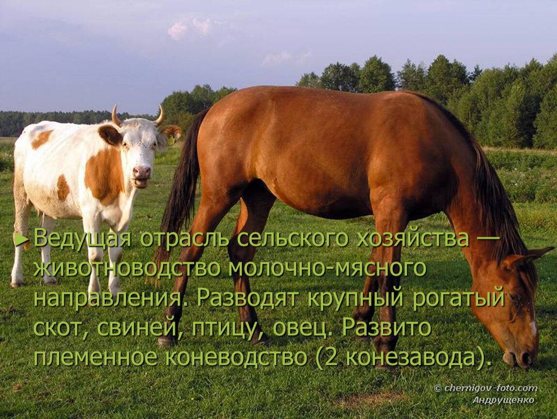 Коров лошадок. Корова и лошадь. Конь и корова. КРС И лошади. Кобыла корова.