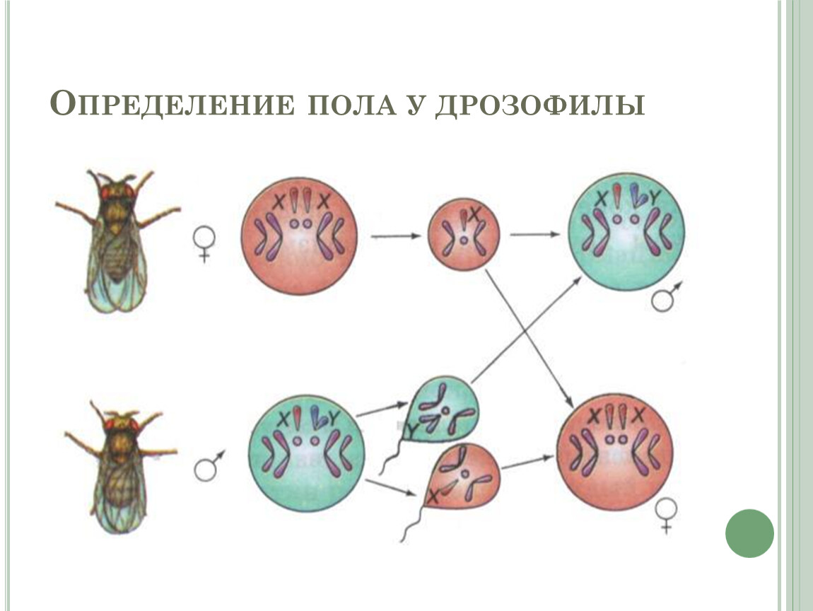 Тип пола дрозофилы