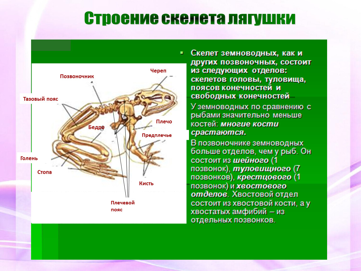 Скелет передних конечностей лягушки