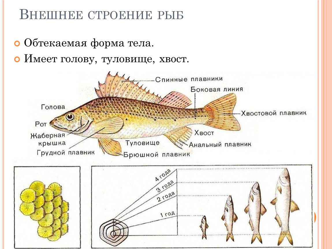 Как расположена чешуя на теле рыбы какое. Внешнее строение рыбы особенности строения. Наружное строение костной рыбы. Внешнее строение рыб плавники. Класс костные рыбы внешнее строение.