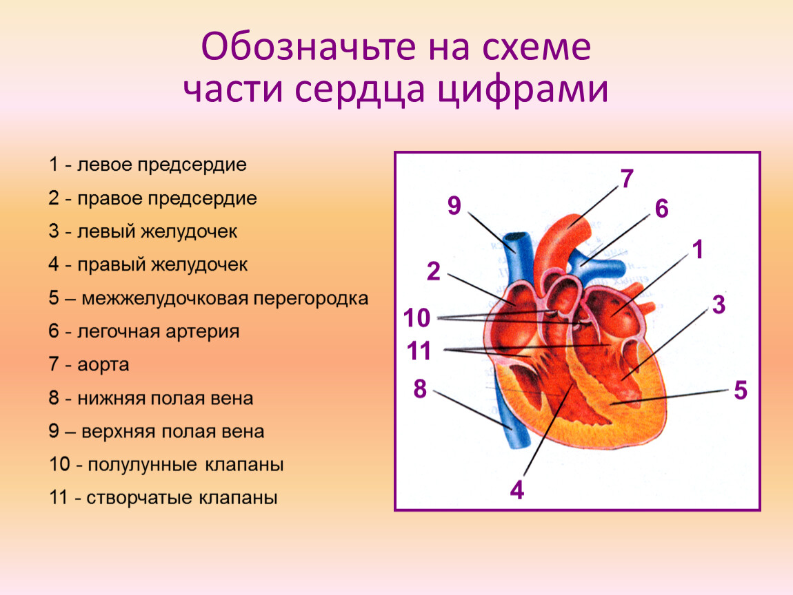 Предсердие желудка. Схема сердца человека биология 8 класс. Схема структуры строения сердца. Строение сердца схема с подписями. Строение сердца 8 класс биология.