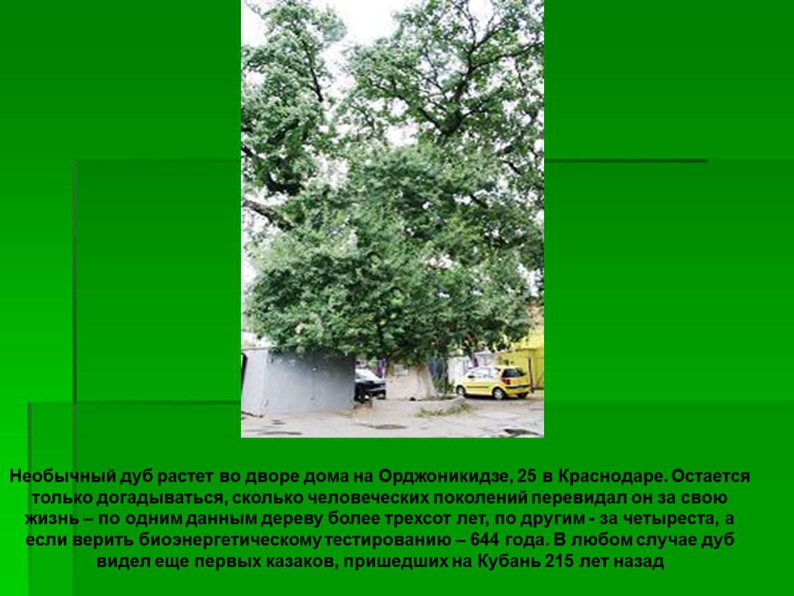 Дуб удивительное растение диктант. Природные памятники Краснодарского края кубановедение. Дуб во дворе. Деревья растущие в Краснодарском крае презентация. Деревья Краснодарского края презентация.