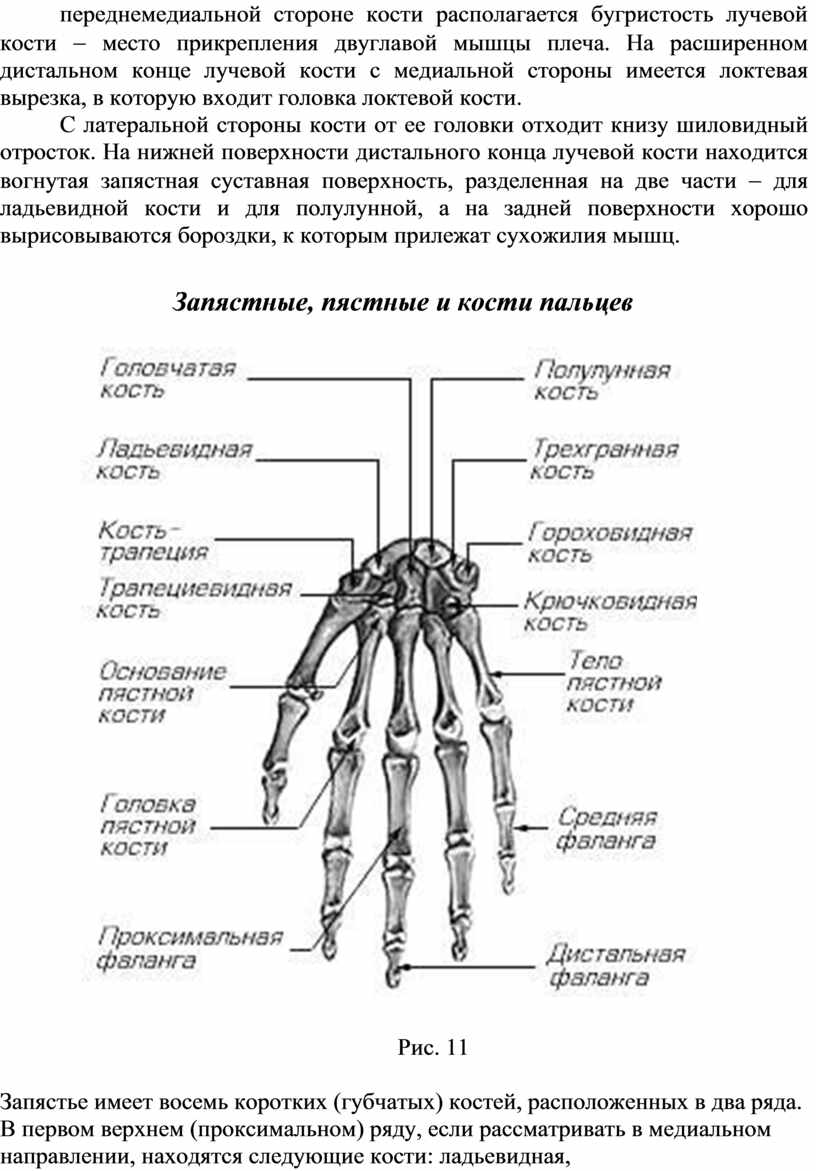 Из каких частей состоит рука человека фото и название