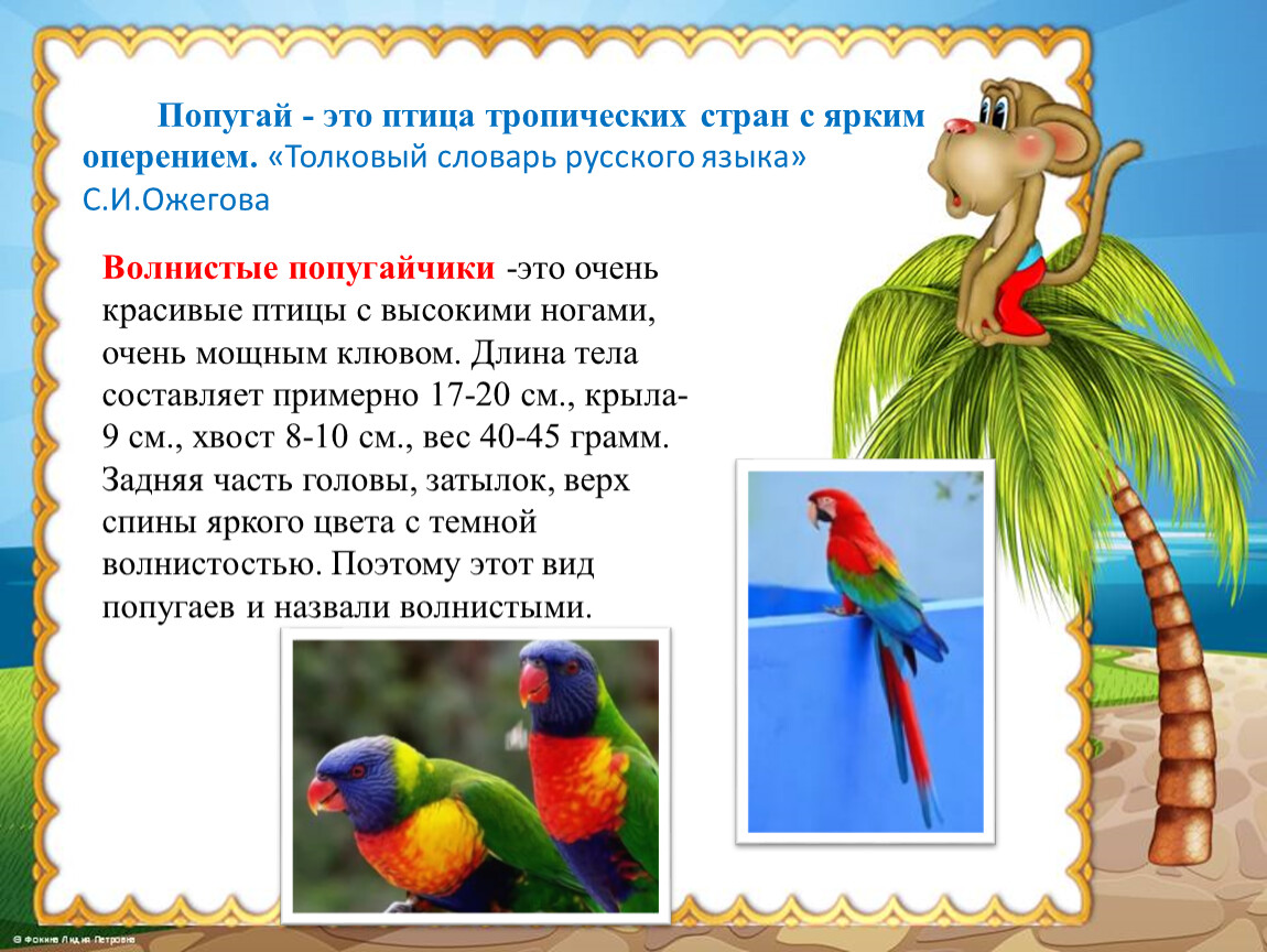 Текст описание про попугая. Описание попугая. Информация о попугаях. Попугай для детей. Доклад про попугая.