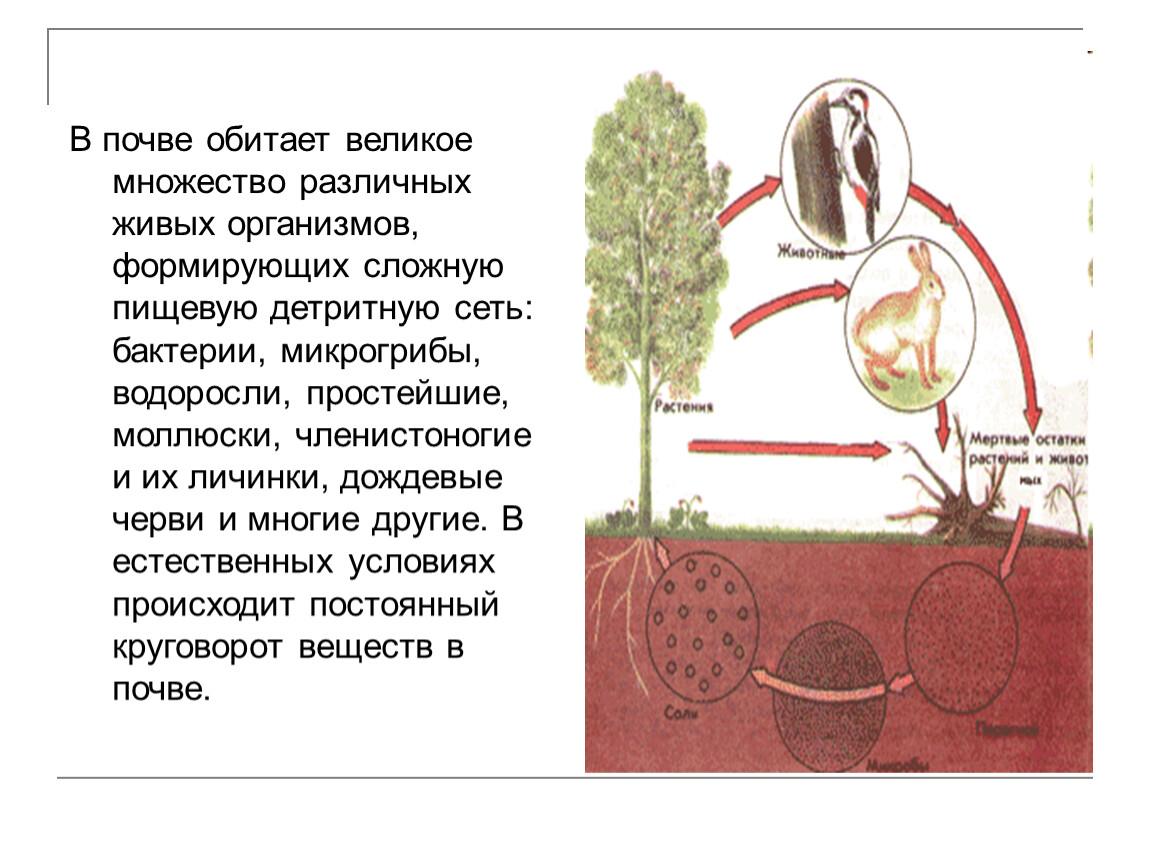 Как живые организмы обитают в почве. Простейшие обитающие в почве. Водоросли обитающие в почве. В почве обитают водоросли бактерии клещи и другие организмы. Водоросимогут обитать в почве?.