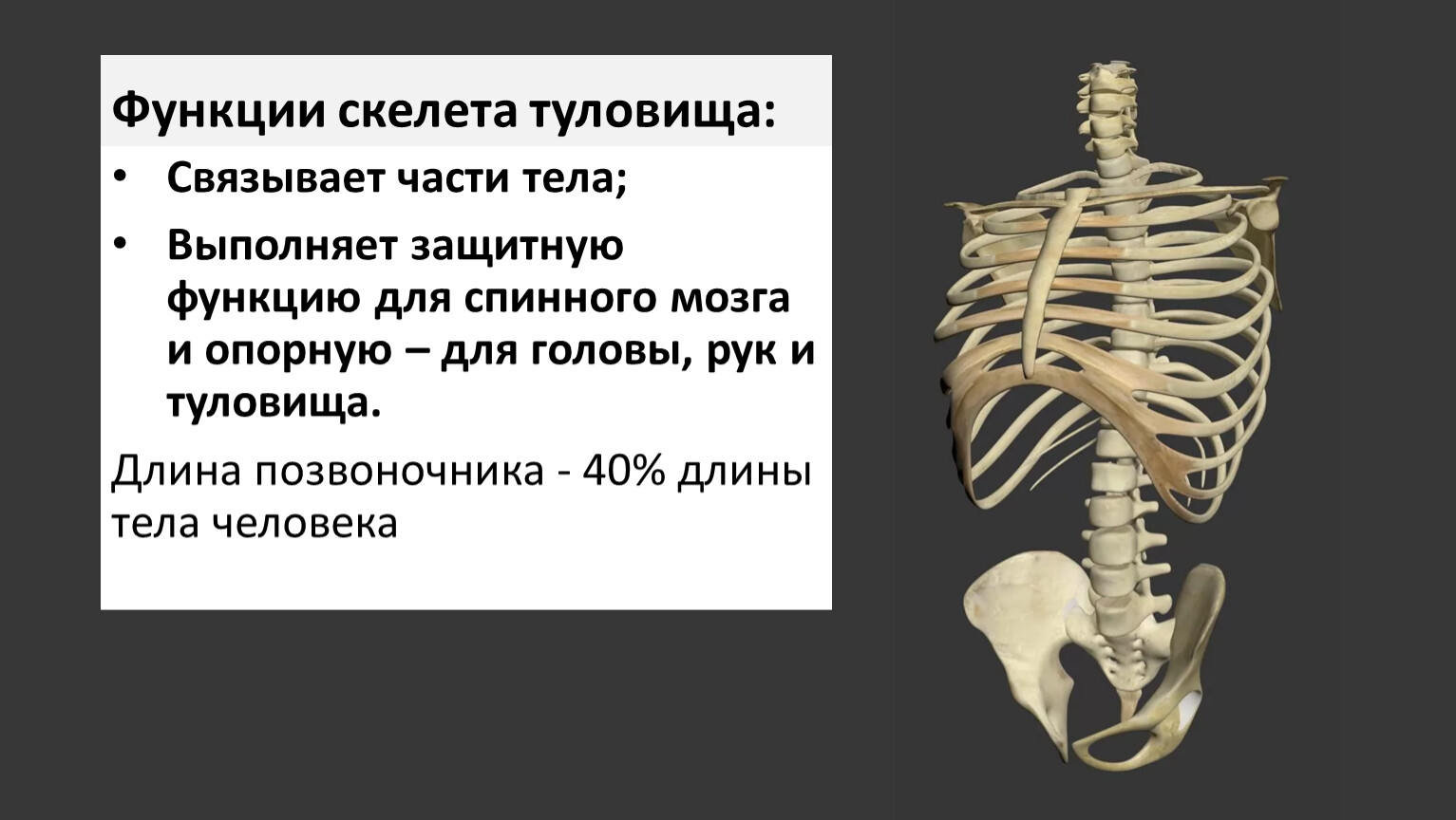 Основа внутреннего скелета. Скелет туловища. Скелет туловища человека. Функции осевого скелета. Скелет туловища спинной мозг.