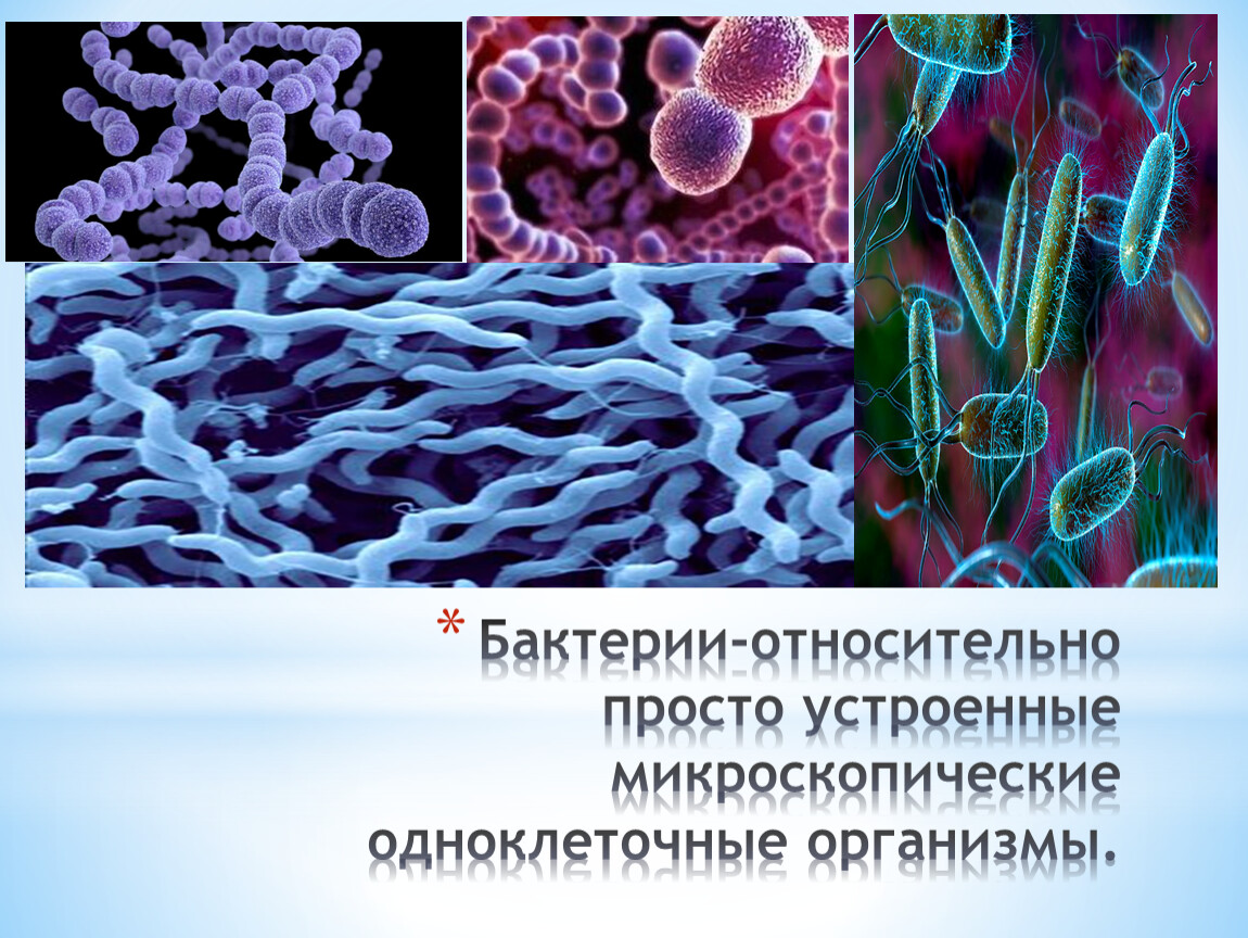 Жизнедеятельность бактерий 5. Одноклеточные микроскопические микроорганизмы. Одноклеточные организмы. Одноклеточные микроскопические организмы. Бактерии одноклеточные организмы.