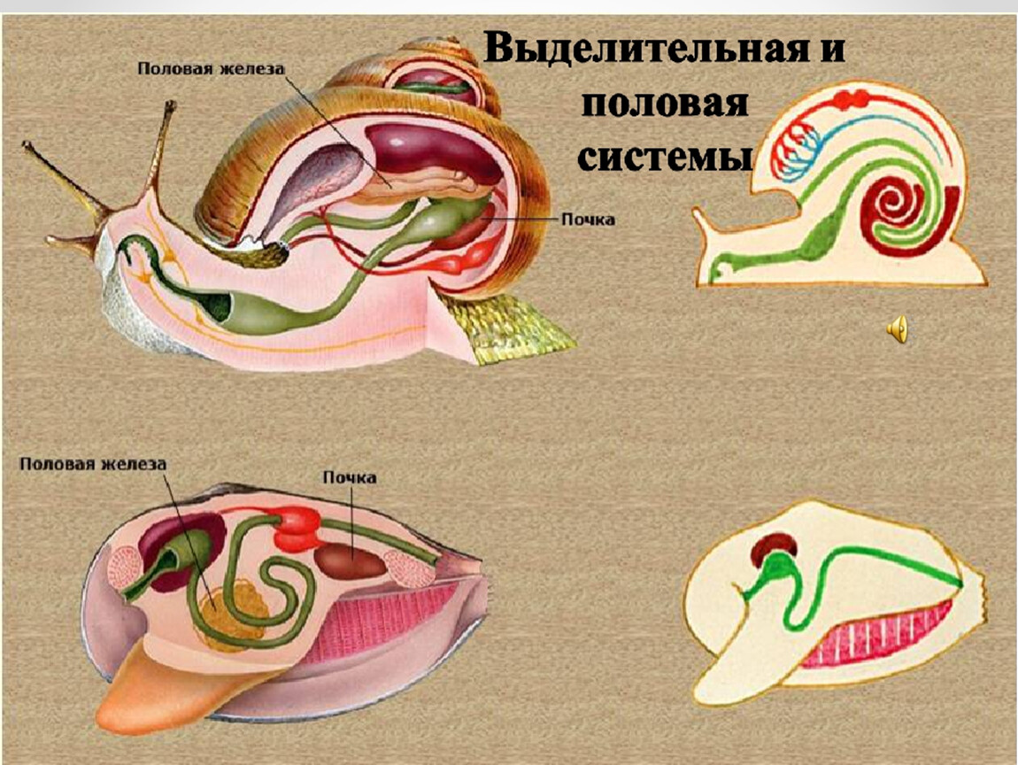 Сердце улитки. Выделительная система брюхоногих улиток. Выделительная система улитки. Система органов улитки выделительная. Дыхательная система брюхоногих моллюсков.