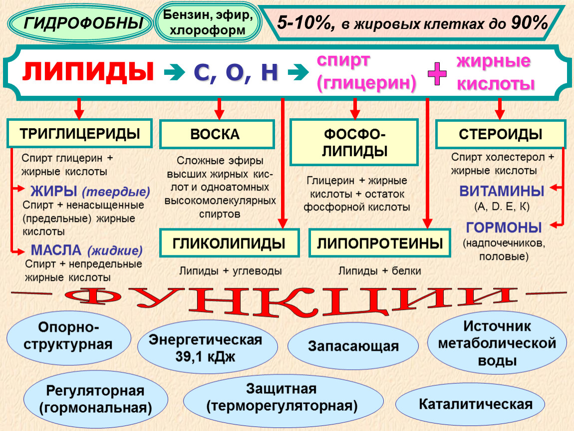 Химический состав клетки белки углеводы липиды. Углеводы липиды и их роль. Липиды источник метаболической воды. Стероиды это белки или липиды. Химический состав клетки углеводы липиды презентация.