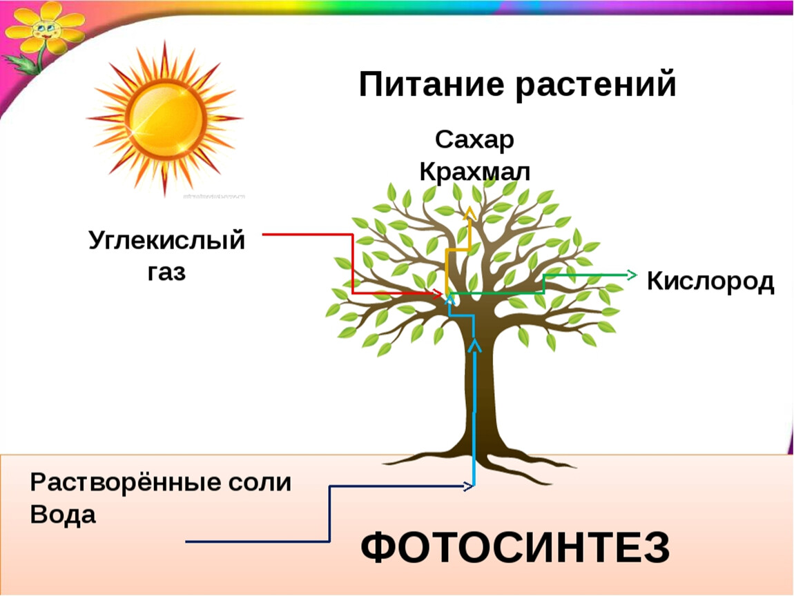 Цветок трех миров. Схема питания растений. Как питаются растения. Процесс питания растений. Питание растений 3 класс.