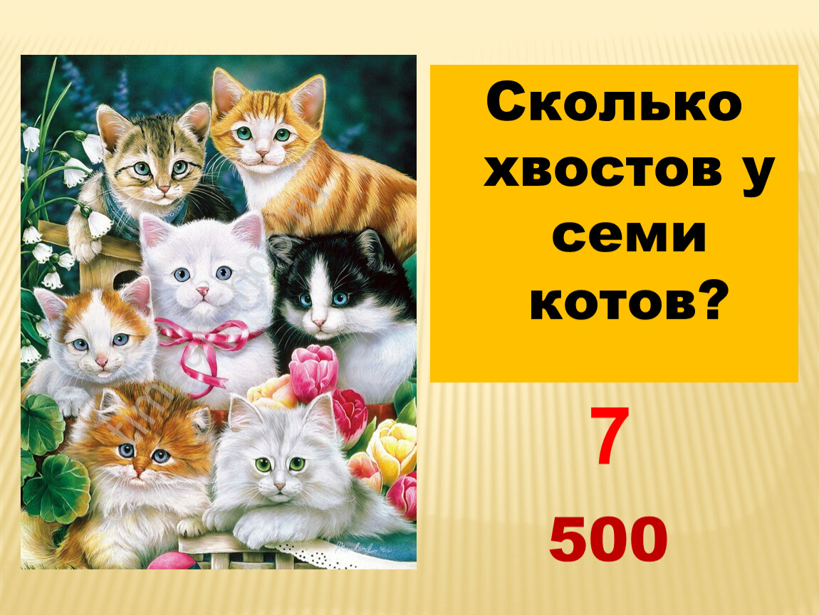 Котик 7. Сколько хвостов у семи котов. Сколько хвостов у семи котов? Картинки. Сколько хвостов у трех котов. Презентация семья кота.