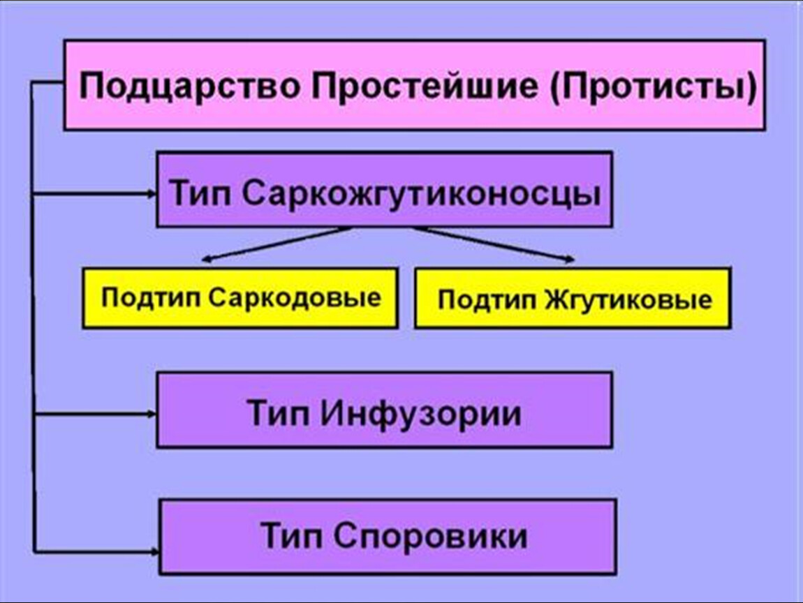 Признаки подцарства простейшие. Систематика простейших. Подцарство простейшие классификация. Систематика подцарства простейшие. Классификация простейших 7 класс.