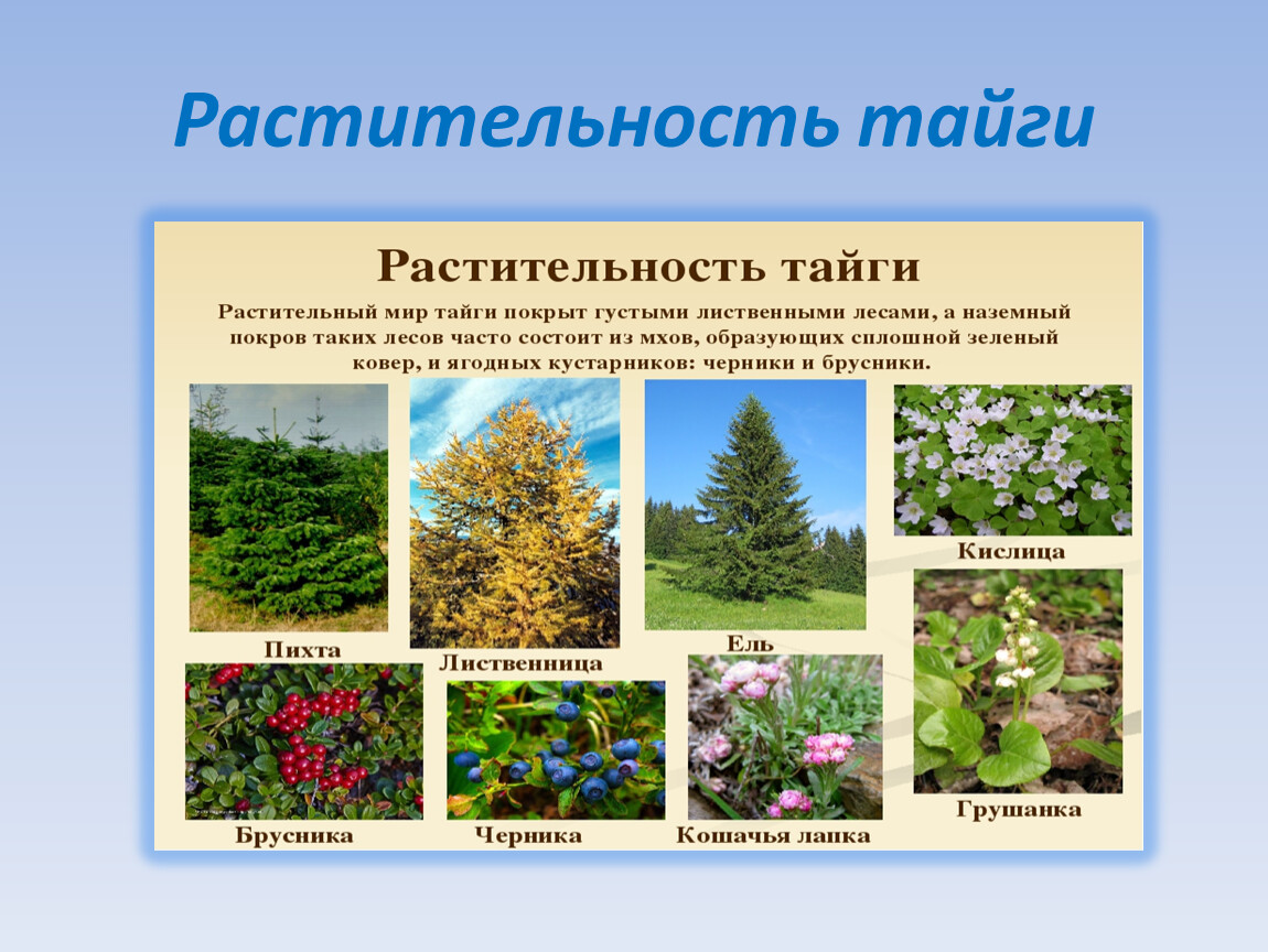 Растения тайги 5 класс биология. Растительныймирт тпйги. Растительность тайги. Тайга растительность мир. Растительность тайги в России.