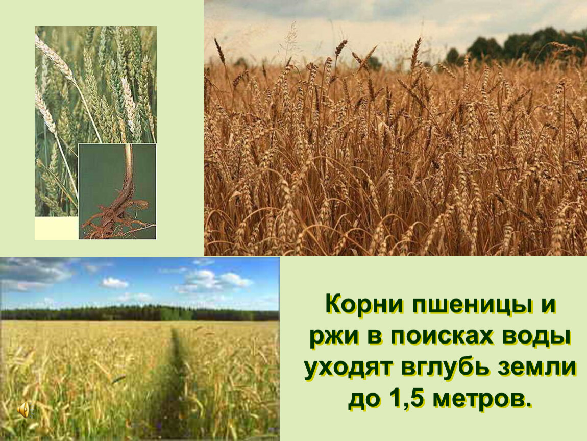 Жито корень. Корень пшеницы. Корень ржи. Корневая система пшеницы и ржи. Пшеница и рожь корень.