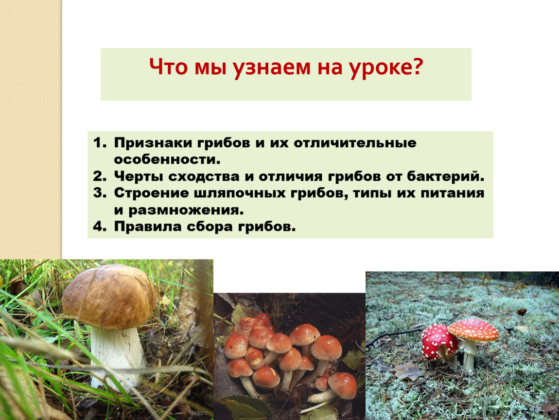 Особенности грибов в природе. Грибы признаки грибов. Отличительные особенности грибов. Признаки грибов биология. Характерные признаки грибов.