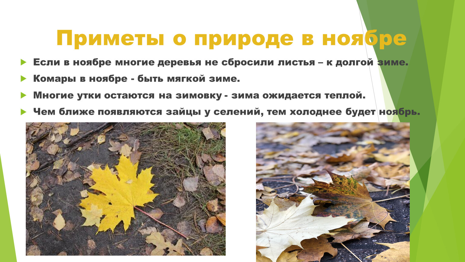 Почему растения сбрасывают листья. Сбрасывает листву. Деревья сбросили листву. Деревья которые не сбрасывают листья зимой. Какие деревья не сбрасывают листья на зиму.