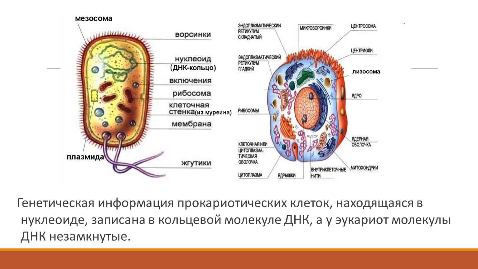 Сравнение клеток прокариот и эукариот рисунок