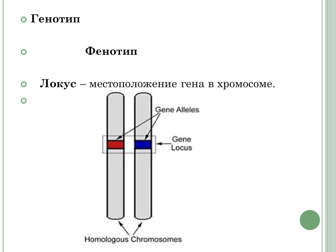 Местоположение генов в хромосоме. Местоположение Гена в хромосоме (Локус):. Аллельные гены Локус. Генотип и фенотип. Расположение Гена в хромосоме.
