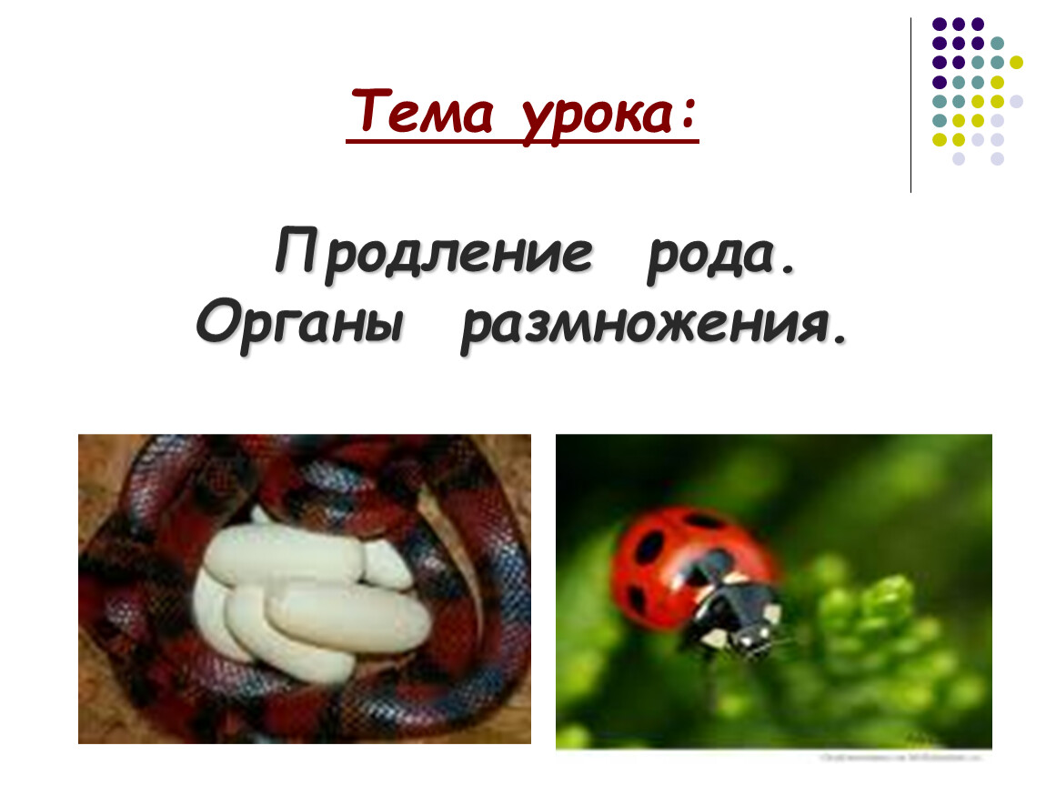 Род органы. Продление рода органы размножения. Продолжение рода органы размножения. Органы размножения, продления рода презентация. Продление рода органы размножения 7 класс.