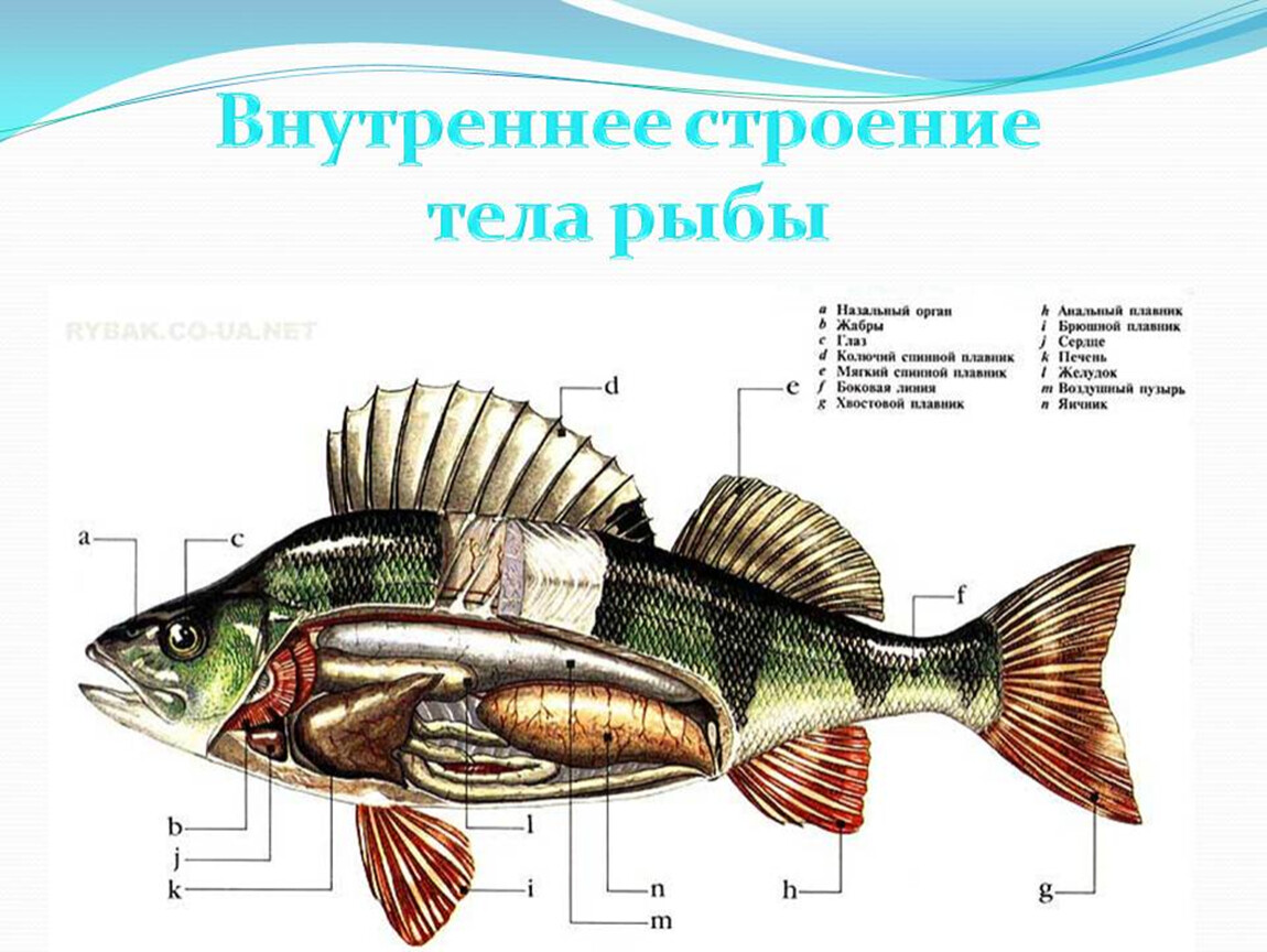 Рыба какой организм. Строение рыбы. Рыбы (биология). Внешние органы рыбы. Внешнее строение рыбы.
