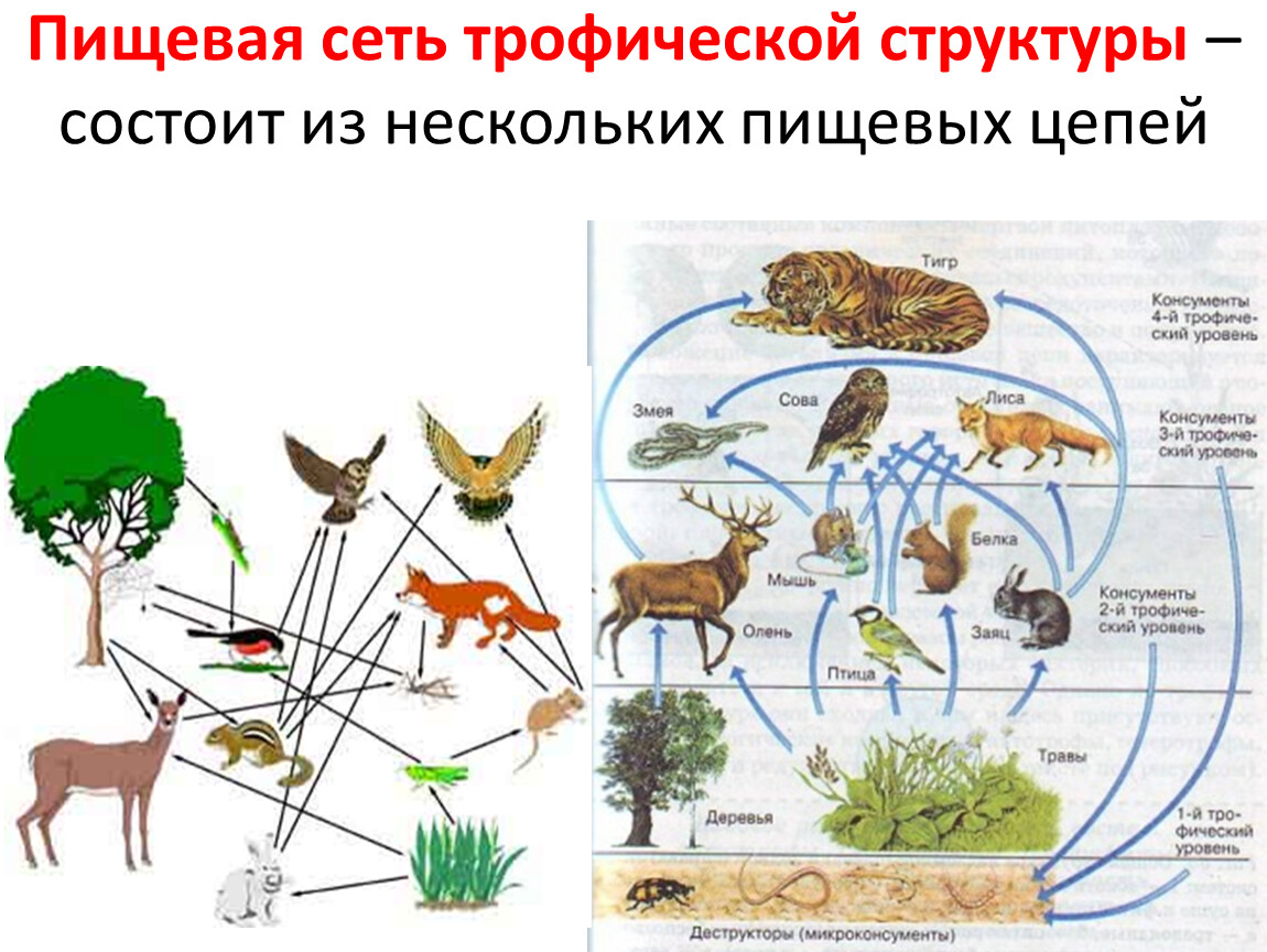 Схема трофической сети