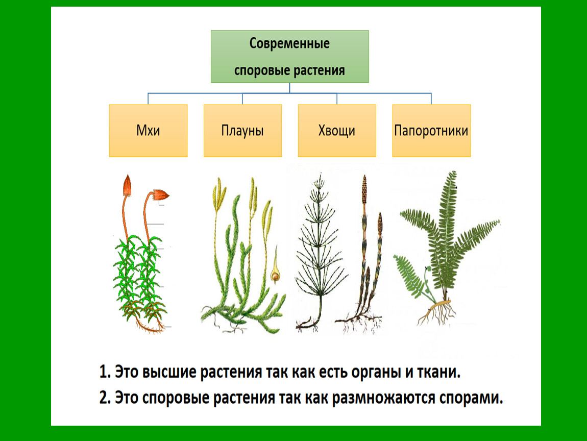 Презентация папоротниковидные плауновидные хвощевидные 5 класс пасечник