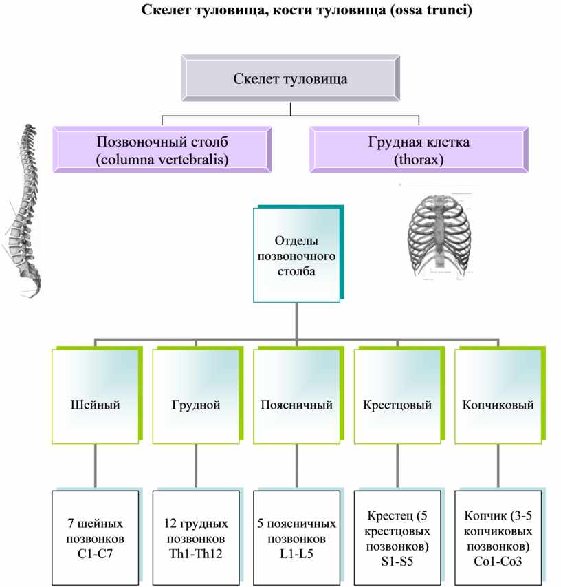 Скелет включает в себя следующие отделы. Отделы скелета туловища и характеристика. Строение костей скелета туловища. Схема строения скелета туловища\.