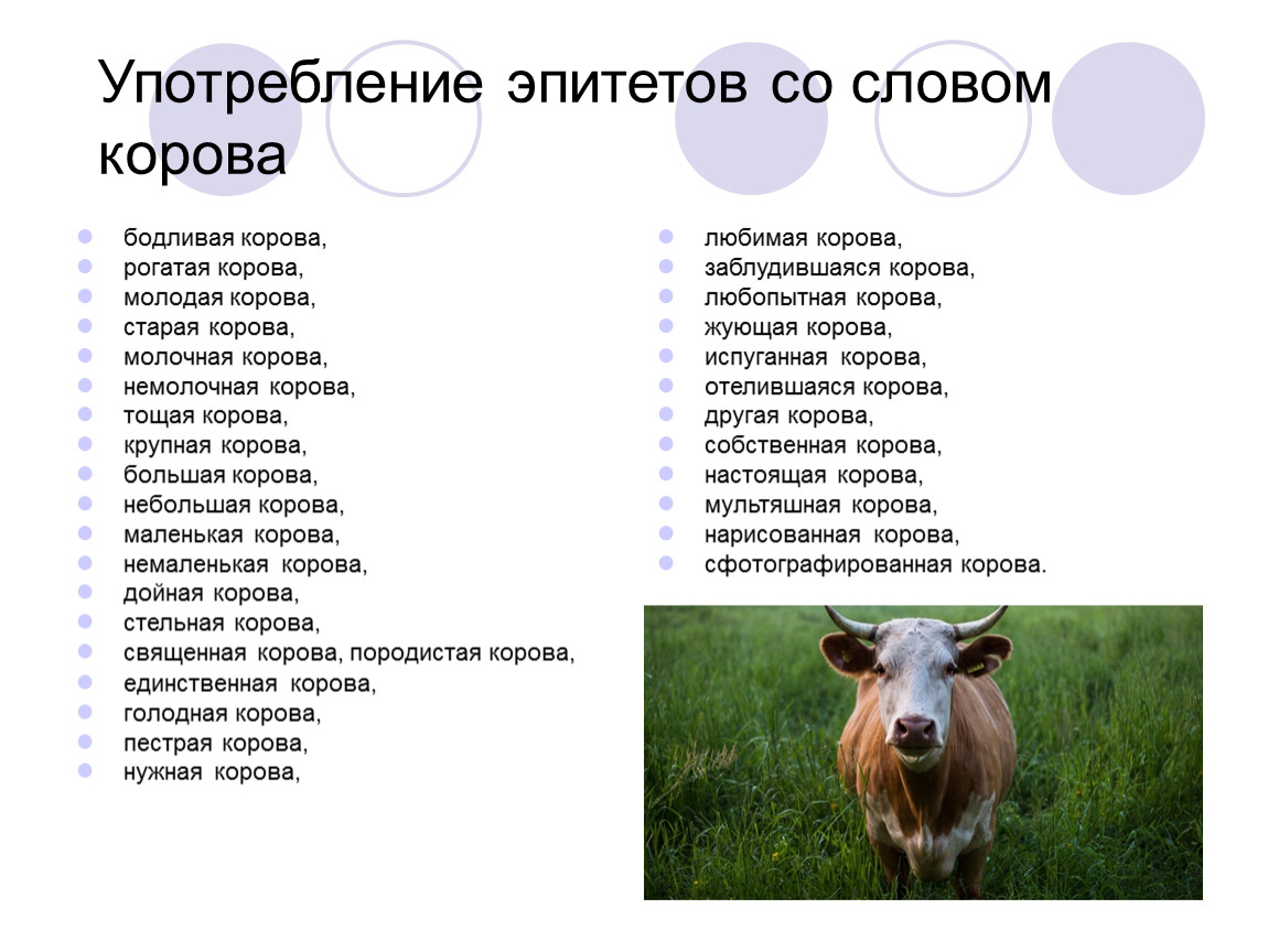 Польская корова песня текст. Слово корова. Польская корова текст. Текст про корову. Стих со словом корова.