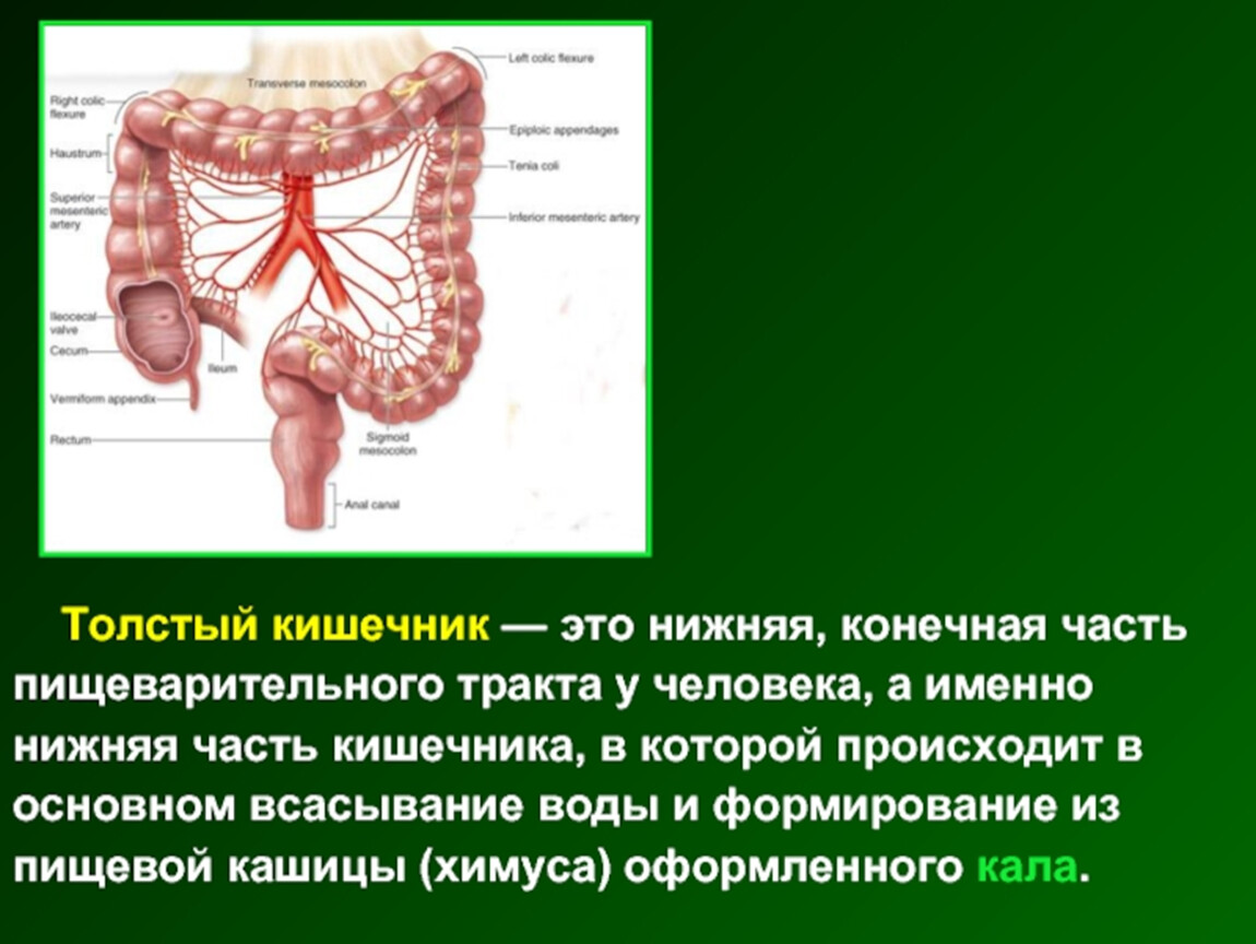 Пищеварительные железы толстого кишечника. Толстый кишечник человека.