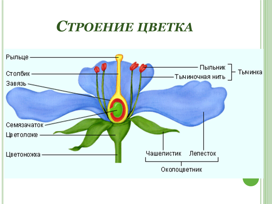 Строение цветка 6