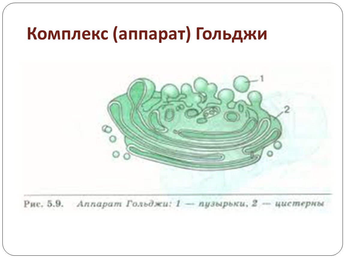 Рисунок егэ аппарат гольджи