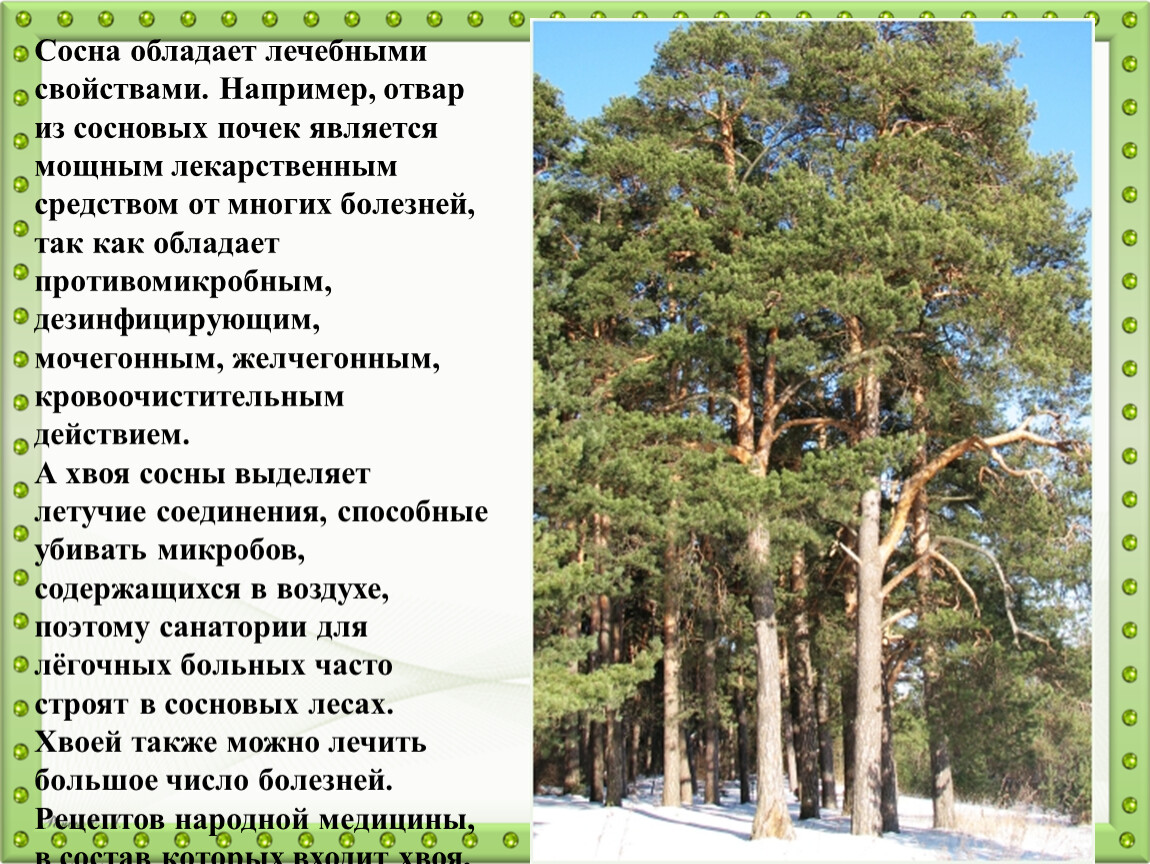 Характеристика сосны. Сосна полезные свойства. Лекарственные свойства сосны обыкновенной. Что выделяет сосна.