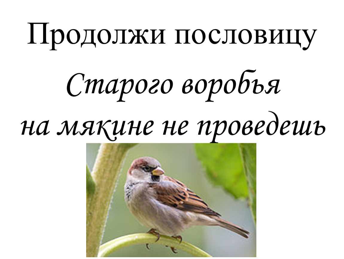 Пословица воля птичке