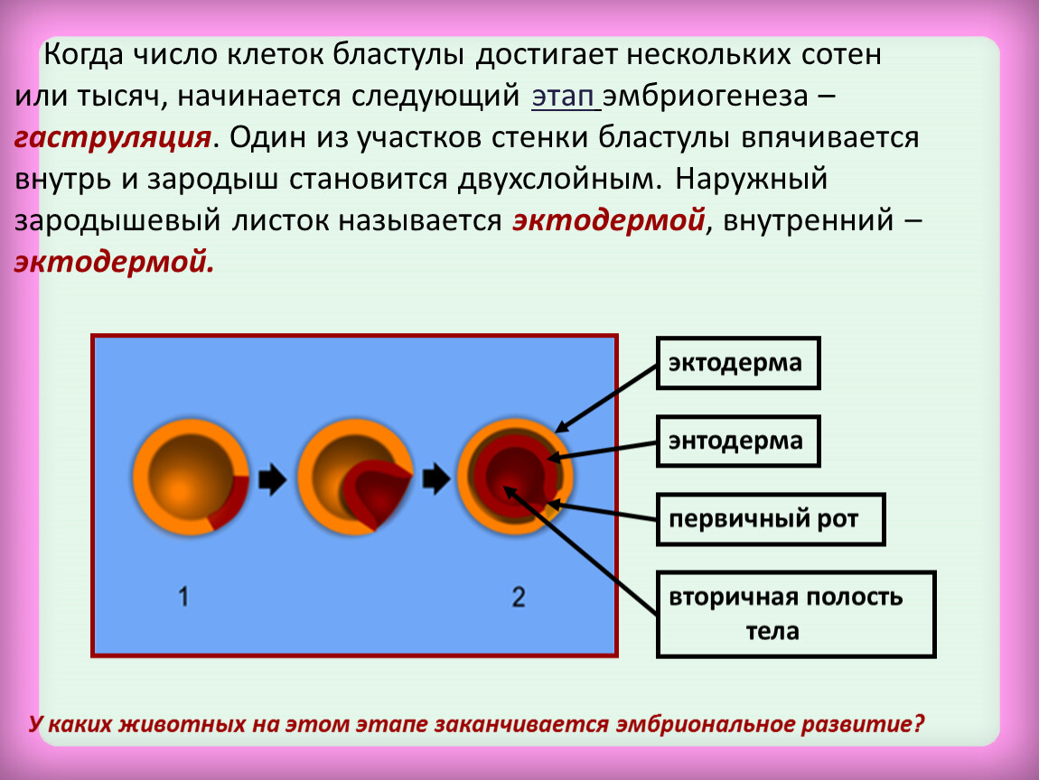 В представленной схеме дополните недостающий этап эмбриогенеза