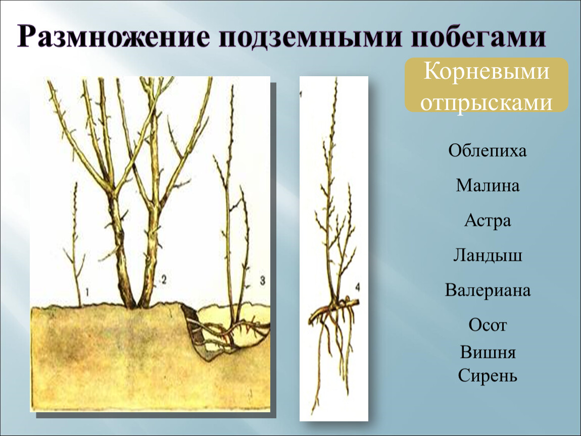 Побеги какой корень. Облепиха размножение корневыми отпрысками. Размножение корневыми отпрысками. Размножение сирени корневой порослью. Размножение растений корневой порослью.