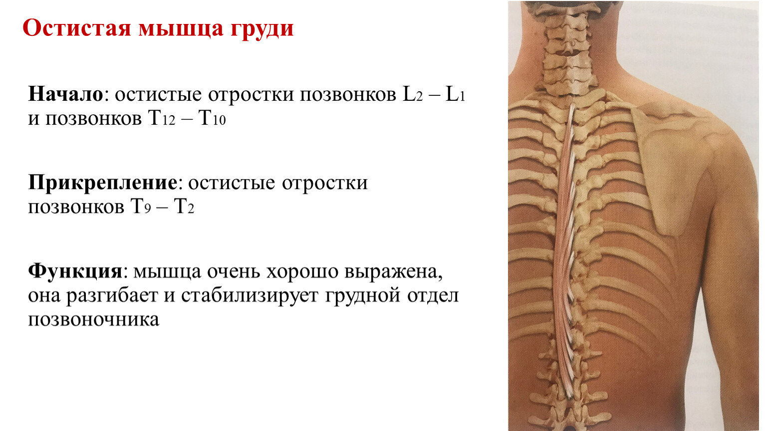 Остистый отросток 7 шейного позвонка фото