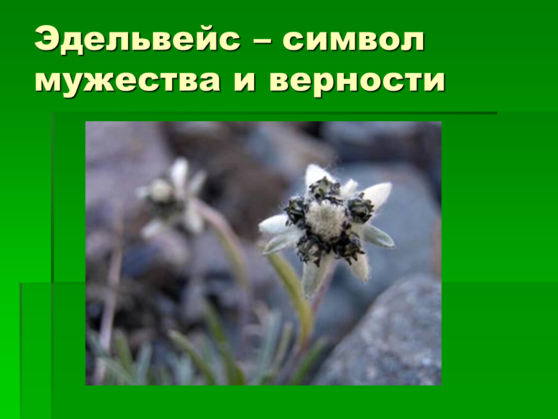 Эдельвейс текст. Эдельвейс символ. Эдельвейс цветок Легенда и символ. Эдельвейс растение описание. Эдельвейс что символизирует.
