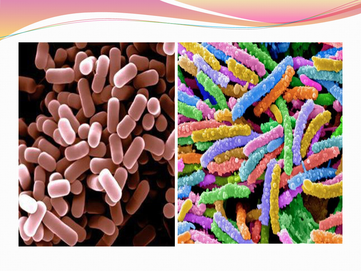 Урок бактерии 7 класс биология. Технология 7 класс микроорганизмы презентация.