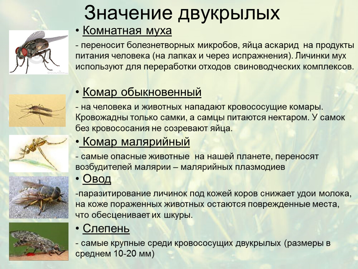 Комар какая среда. Личинки двукрылых насекомых насекомых. Отряд насекомых Двукрылые представители. Отряд Двукрылые значение. Значение двукрылых насекомых.