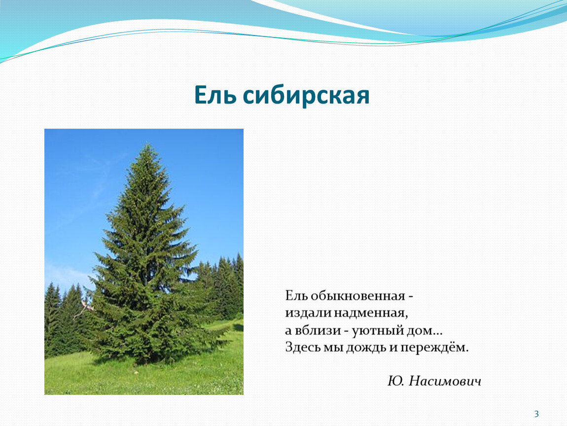 Ели текст. Стихотворение о ели. Стихотворение про ель. Загадка про ели. Стихи про ель сибирскую.