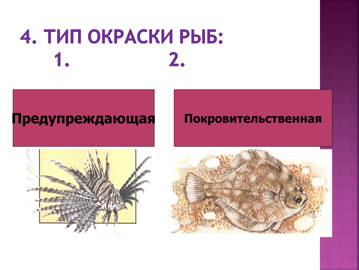 Типы окраски. Тип окраски рыб. Покровительственная окраска у рыб. Окраска рыб значение. Общая характеристика рыб окраска.